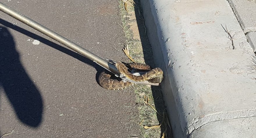 Bombeiros capturam serpente Jararaca no meio da rua em Cascavel