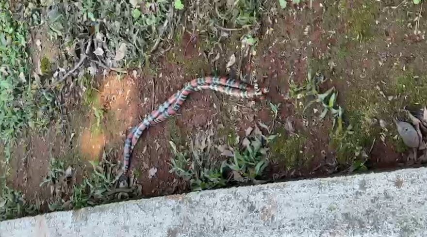 Safadinhas! Cobras corais são flagradas acasalando no Lago Municipal