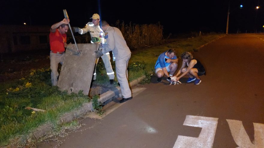 Preso em bueiro, filhote de cachorro é resgatado pelos Bombeiros