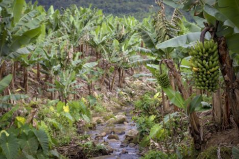 Estados do Sul debatem formas de reduzir emissão de gases de efeito estufa na agricultura