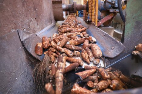 Produção de mandioca deve crescer 6% no Paraná, projeta boletim do Deral