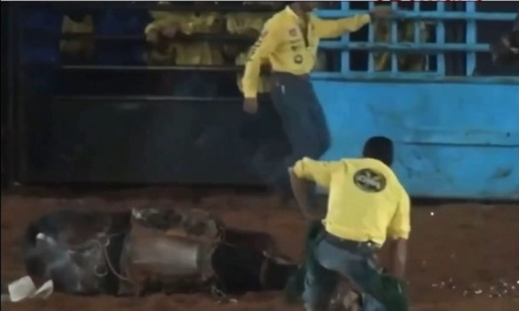 Vídeo: cavalo morre ao cair de cabeça no chão em rodeio no Paraná Vídeo: cavalo morre ao cair de cabeça no chão em rodeio no Paraná