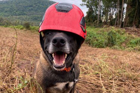 Paraná sedia pela 1ª vez Certificação Nacional de Cães de Busca e Resgate Imagem referente a Paraná sedia pela 1ª vez Certificação Nacional de Cães de Busca e Resgate