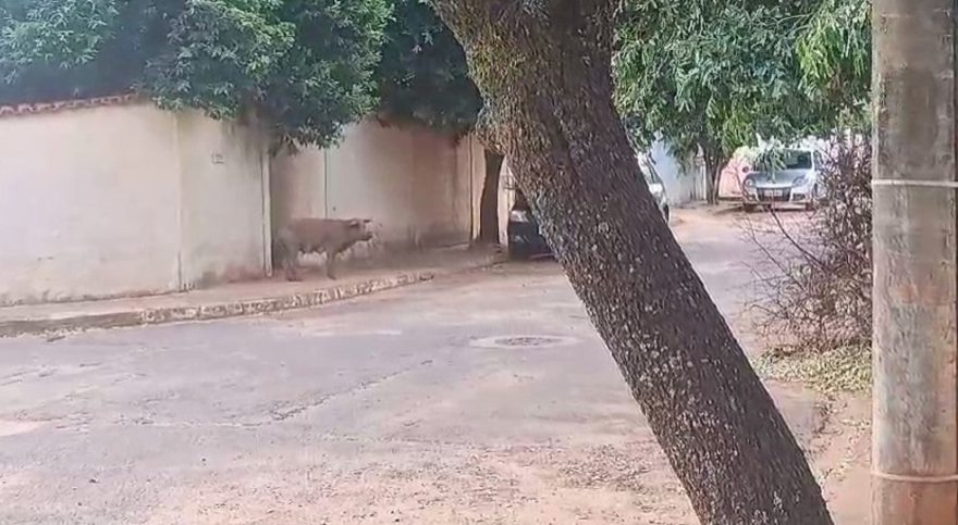 Porco sombra: animal solto intriga e assusta moradores