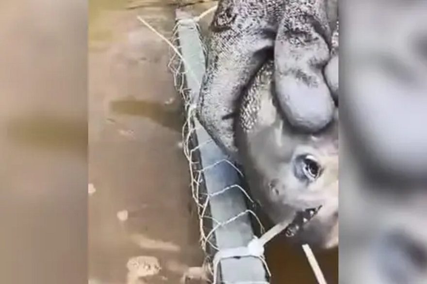 Estrela: vídeo mostra Piranha cortando lacres de armadilha com os dentes