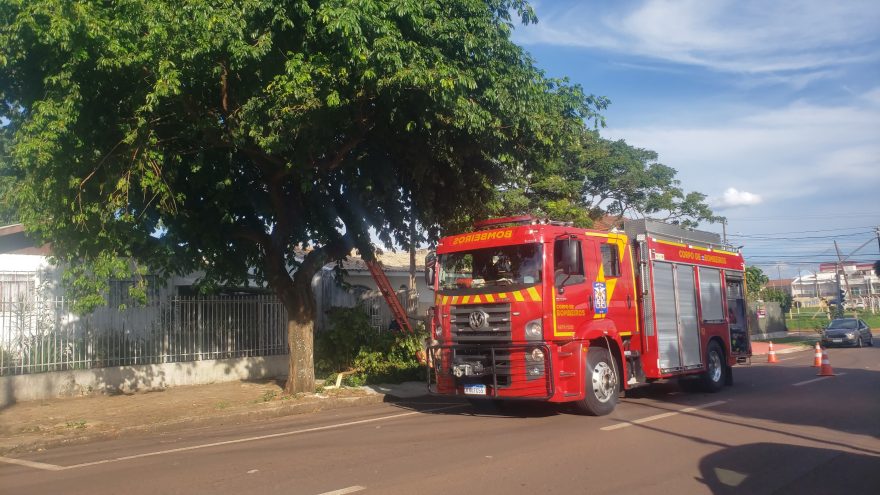 Corpo de Bombeiros é mobilizado para realizar poda de árvore na Rua Manoel Ribas