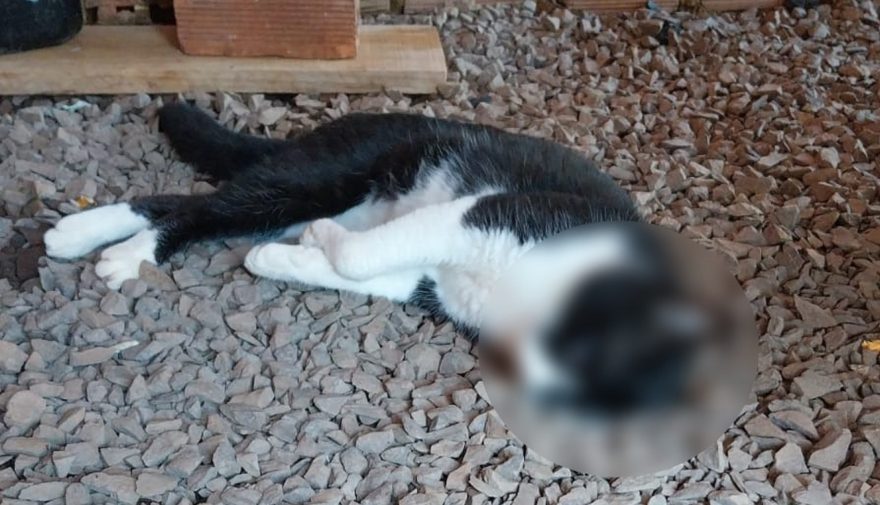 Moradora denuncia envenenamento de gato no São Cristóvão