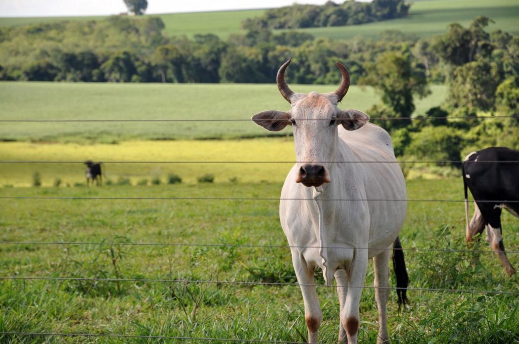 Produtor rural procura a PM após gado vizinho invadir propriedade