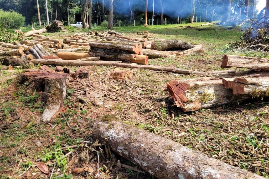 1ª operação remota contra desmatamento aplica R$ 5,9 milhões em multas 1ª operação remota contra desmatamento aplica R$ 5,9 milhões em multas