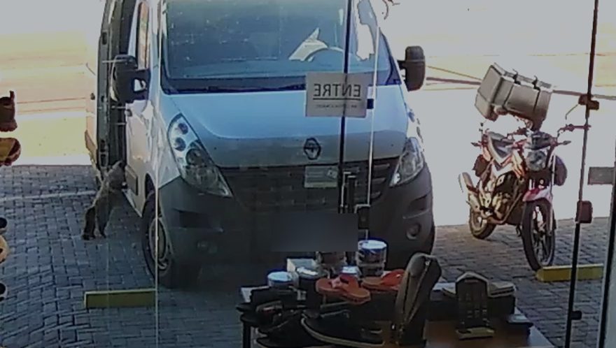 Internauta pede ajuda para encontrar gato que entrou em Van de entregas e desapareceu