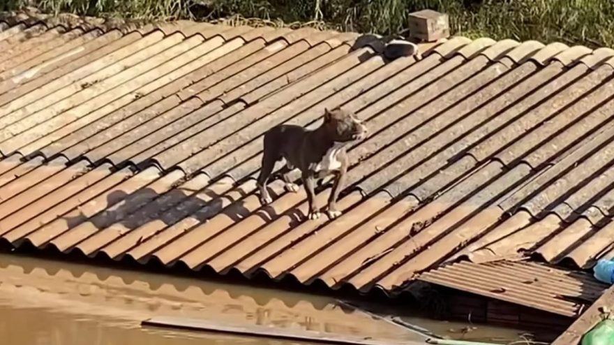 Pitbull é resgatado após 6 dias ilhado em telhado