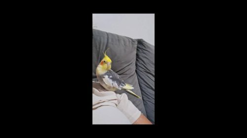 Calopsita Tito desapareceu no bairro Brasília Imagem referente a Calopsita Tito desapareceu no bairro Brasília