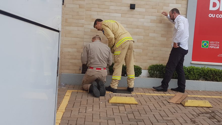 Bombeiros são acionados para resgate de animal em estabelecimento no Neva