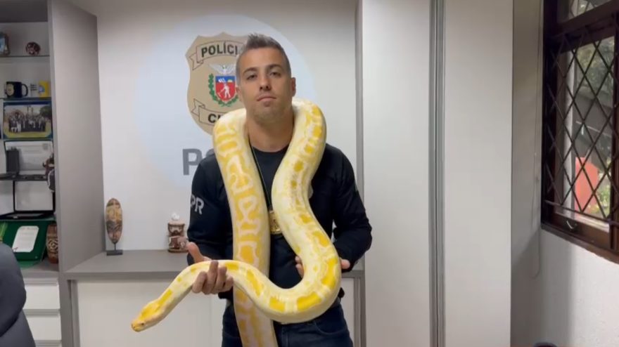 Mulher é presa por tráfico de animais e maus-tratos, dentre eles uma Python Albina