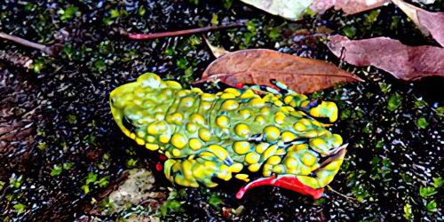 Imagem referente a Fauna e flora aquáticas também sofrerão impacto das enchentes no RS