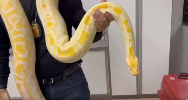 Mulher é presa com cobra píton asiática no Paraná