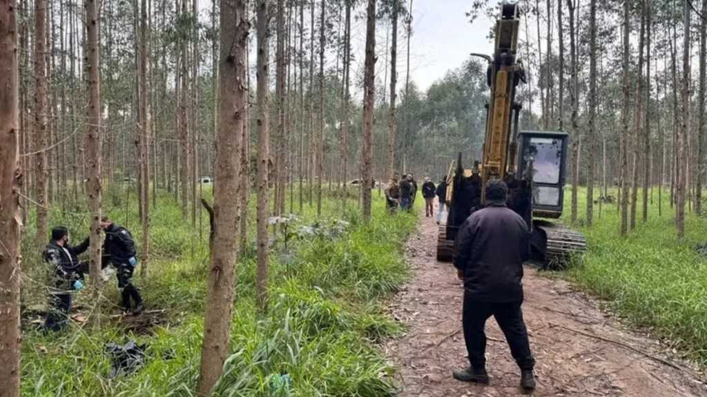Três corpos são encontrados enterrados em plantação de eucaliptos