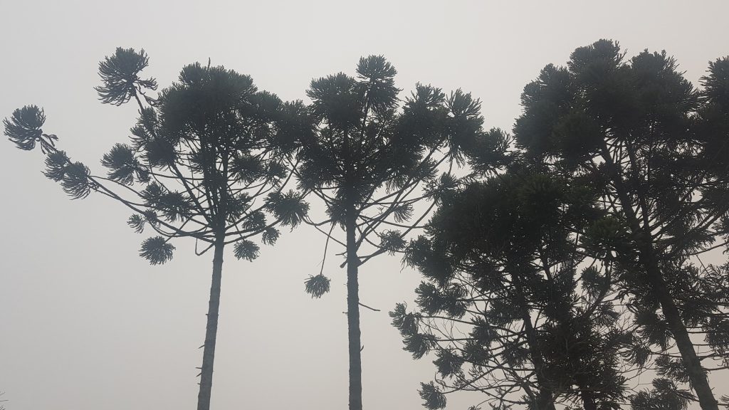 Neblina, instabilidade e queda de temperatura marcam a quarta-feira em Cascavel