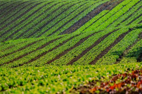 Com foco na produção orgânica, Estado lança aplicativo para auxiliar agricultores