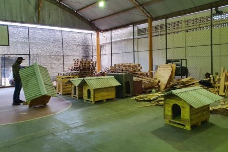 Casinhas feitas em penitenciária do Paraná vão ajudar a abrigar animais resgatados no RS