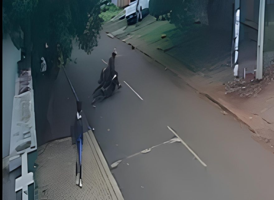 Vídeo mostra cavalo sofrendo infarto e morrendo no meio da rua em Cascavel