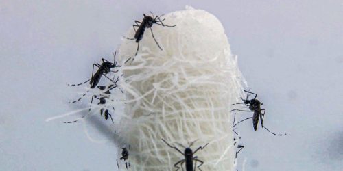 Brasil ultrapassa 5 milhões de casos prováveis de dengue Imagem referente a Brasil ultrapassa 5 milhões de casos prováveis de dengue
