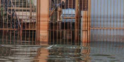 Imagem referente a Cães resgatados nas cheias do RS são adotados em Brasília