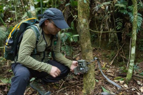 Parque das Lauráceas ganha câmeras para monitoramento de grandes mamíferos
