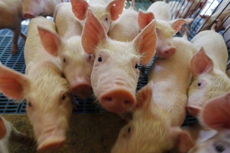 Suinocultura do Paraná tem predominância dos modelos integrado e cooperado