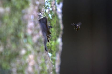 Pesquisadores da Unicentro e Unesp estudam “efeitos de borda” em vespas e abelhas