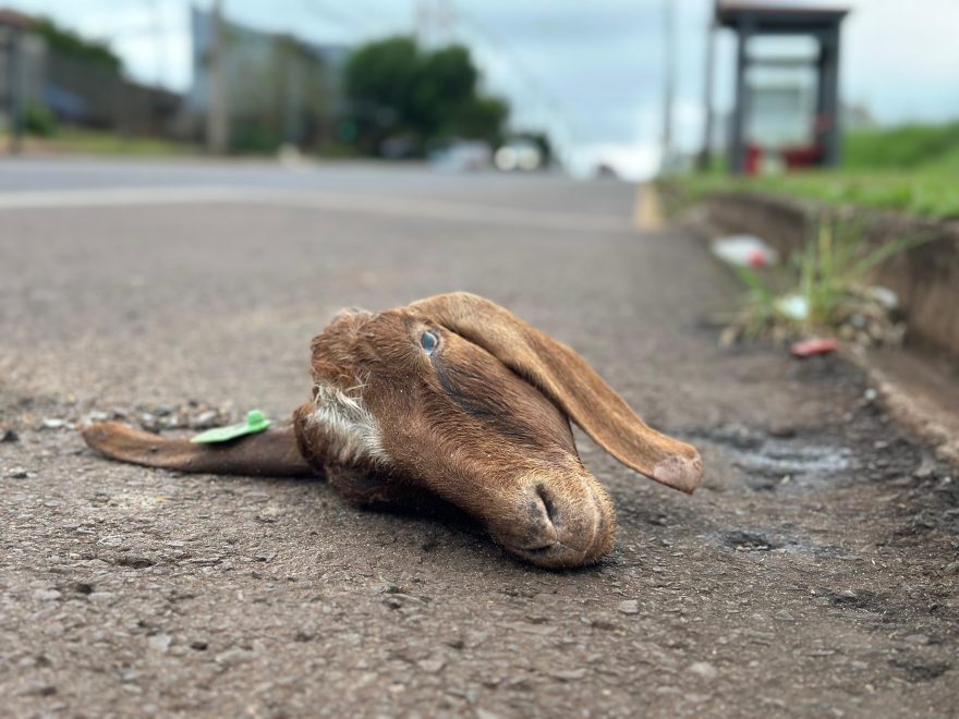 Cabeça de Bode é encontrada no meio da rua em Cascavel