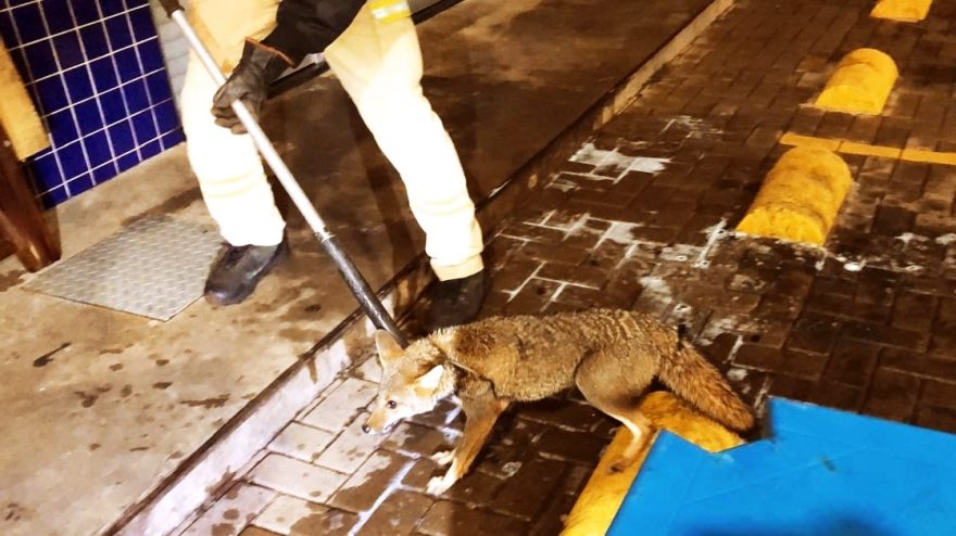 Raposa agitada invade posto de combustíveis e dá trabalho ao Corpo de Bombeiros