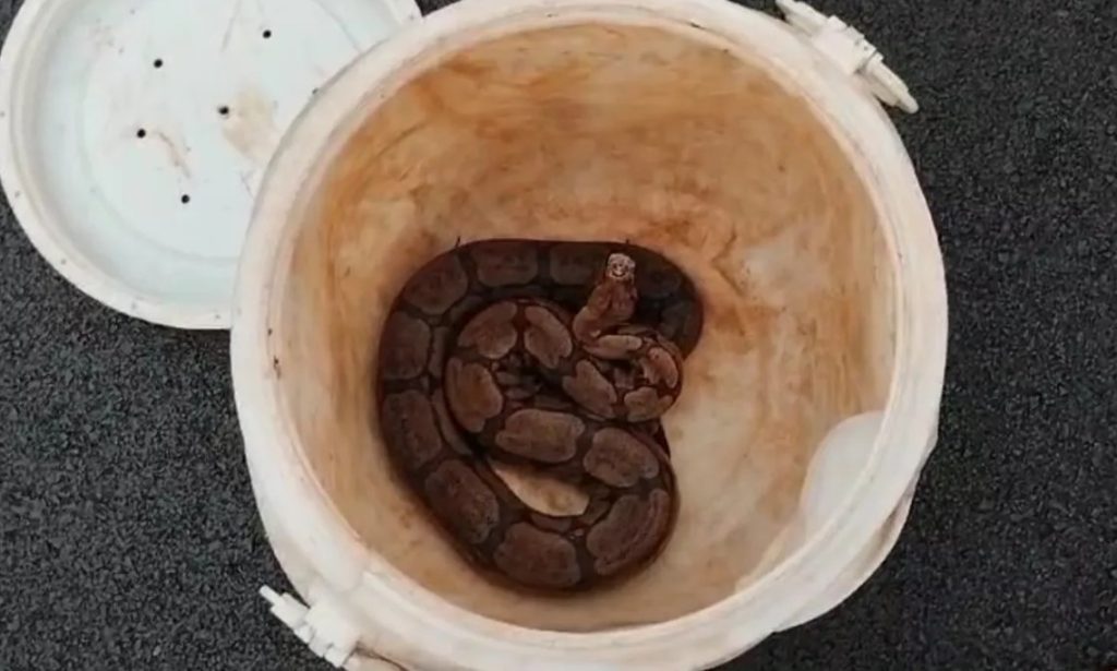 Jiboia amazônica assusta moradores e é capturada em residência