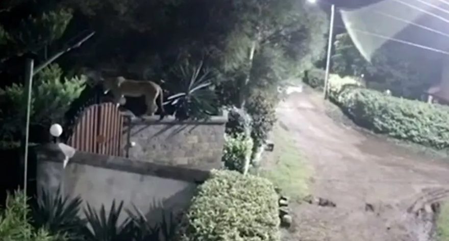 Leoa pula muro de casa, mata cão e foge com corpo do animal; veja vídeo!