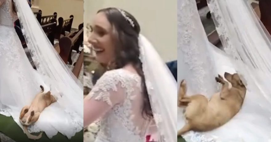 Cachorro caramelo rouba a cena durante entrada de noiva em igreja do Paraná