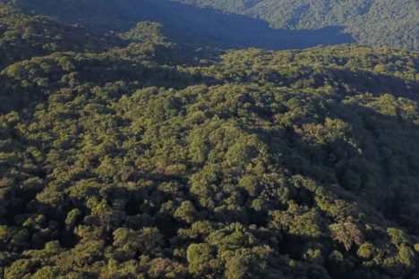 Paraná reduz desmatamento ilegal em 70,7%, melhor índice do País, aponta MapBiomas