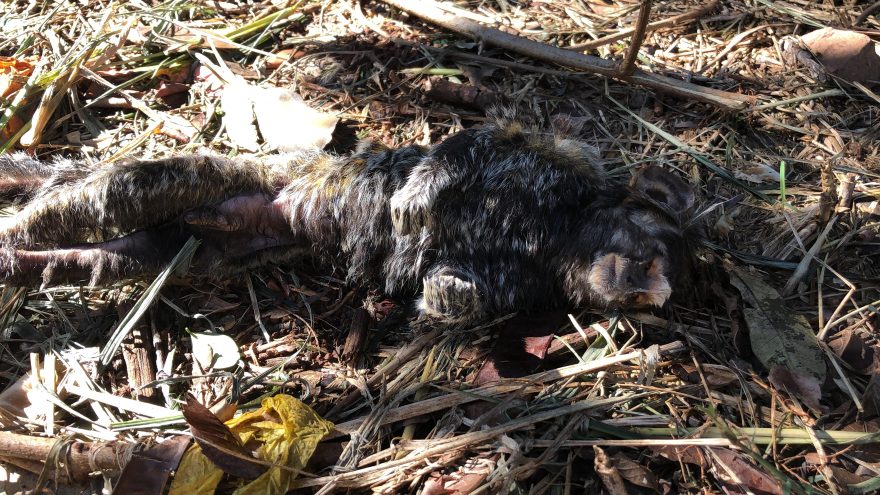 Macaquinho é encontrado morto na rua Veneza
