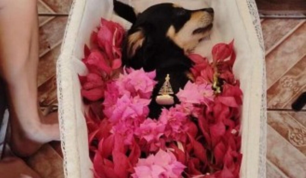Cachorro ganha velório após morrer atropelado