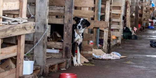 Imagem referente a Rio Grande do Sul lança plano de ajuda a animais