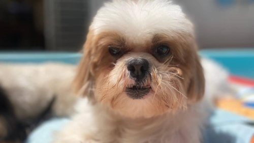 Cachorro Tommy desapareceu no bairro Recanto Tropical Imagem referente a Cachorro Tommy desapareceu no bairro Recanto Tropical