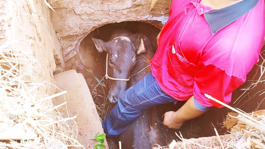 Vaca cai em buraco e Bombeiros realizam operação pra resgate