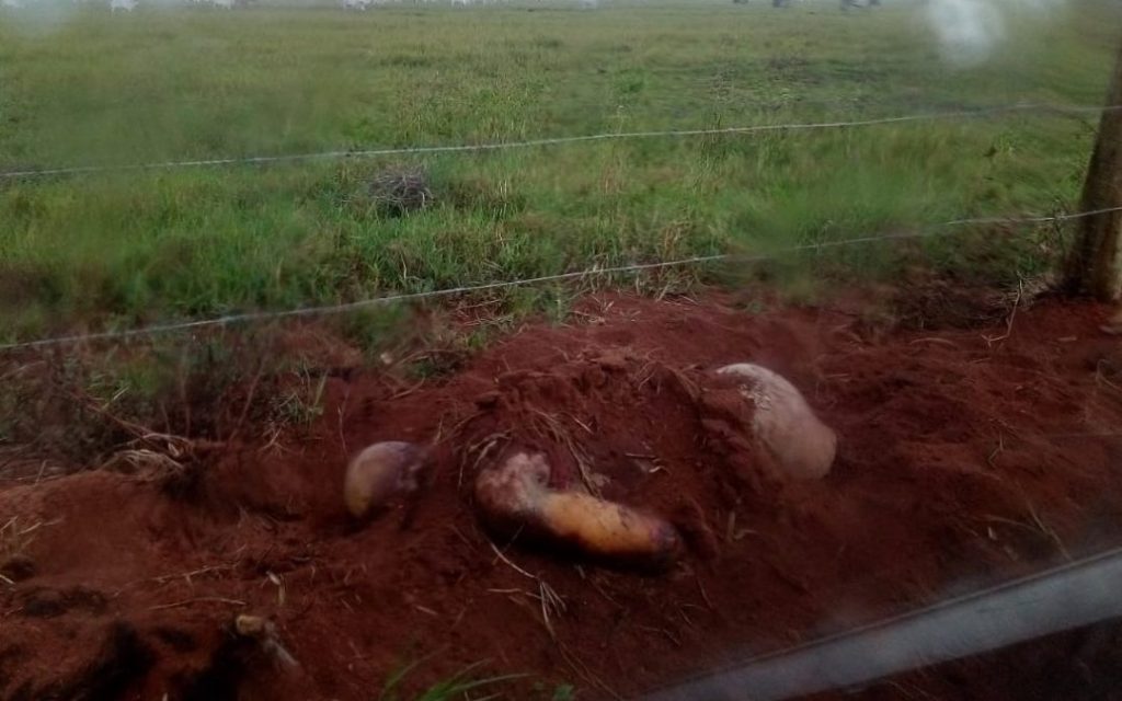 Corpo de adolescente é encontrado quase decapitado e parcialmente enterrado 
