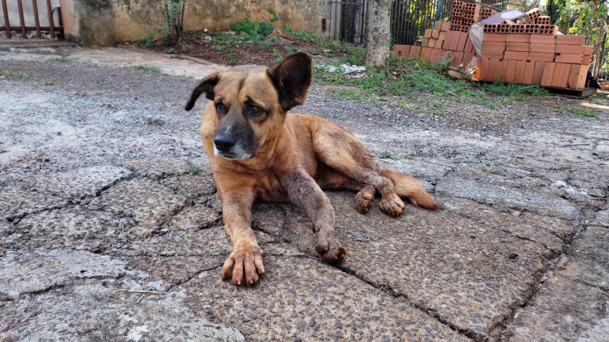 Cachorro atropelado no Universitário precisa de ajuda