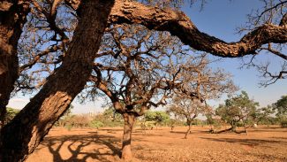 Dia do Meio Ambiente destaca ações de enfrentamento à desertificação