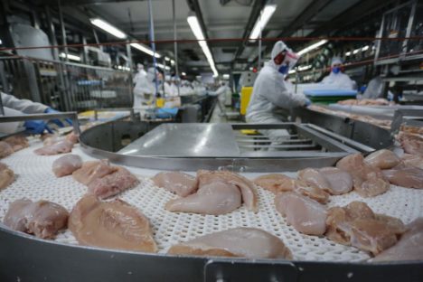 Paraná lidera com recorde produção de frango; abate de suínos também avança Imagem referente a Paraná lidera com recorde produção de frango; abate de suínos também avança