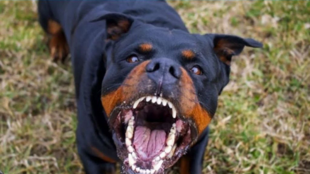 Morte brutal: Funcionária de casa noturna morre após ser atacada por rottweilers