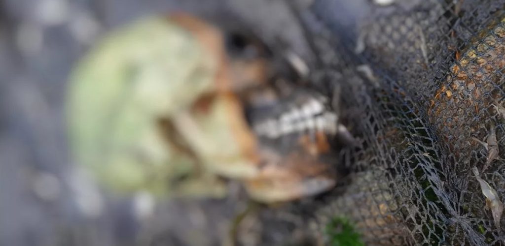 Crânio humano é encontrado por pescadores em açude 