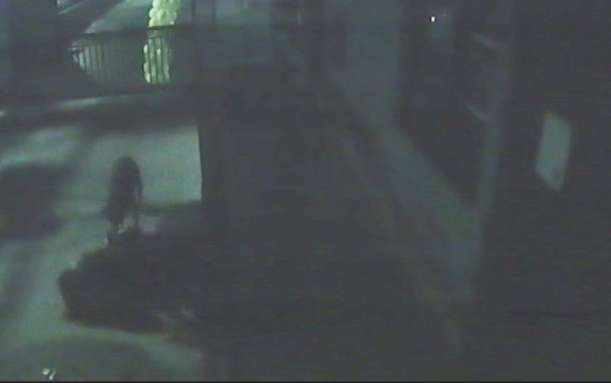 Impressionante: Vídeo mostra cachorros atacando e matando mulher em boate no Paraná