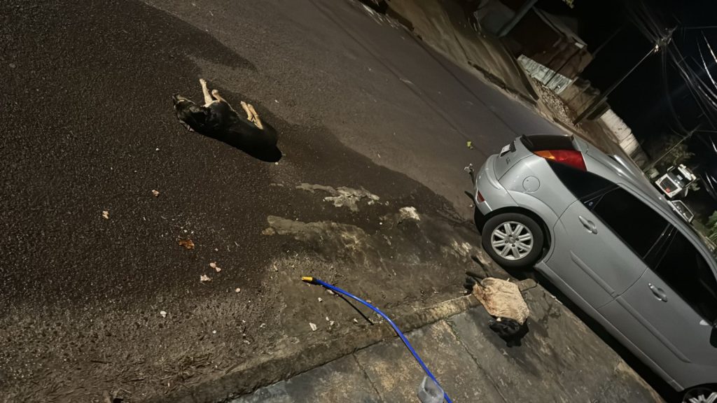 Crueldade: moradores denunciam envenenamento de cães no bairro Guarujá