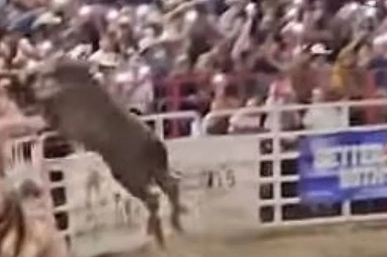 Touro foge de rodeio e invade arquibancada; assista! Touro foge de rodeio e invade arquibancada; assista!